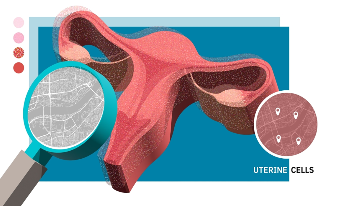 Mapping the Human Uterus: Diverse Cells Interact in Surprising Ways ...