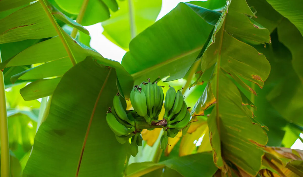 V2bananas