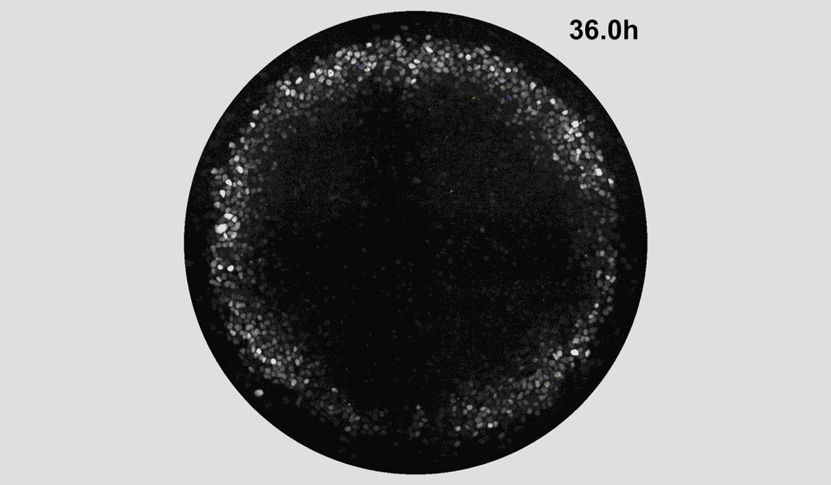 V2slide Cells Replicating Paths Gastruloids 0