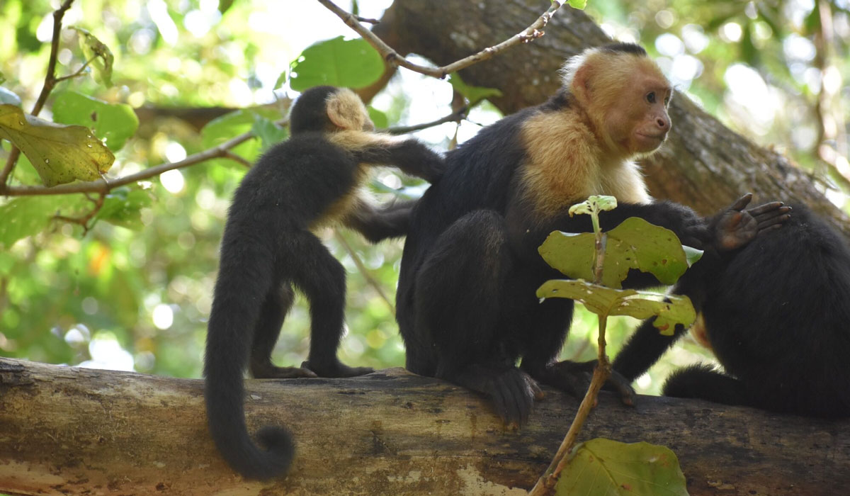 Warming Temperatures Impact Immune Performance Of Wild Monkeys U M Study Shows Tiny Grooms Tevez