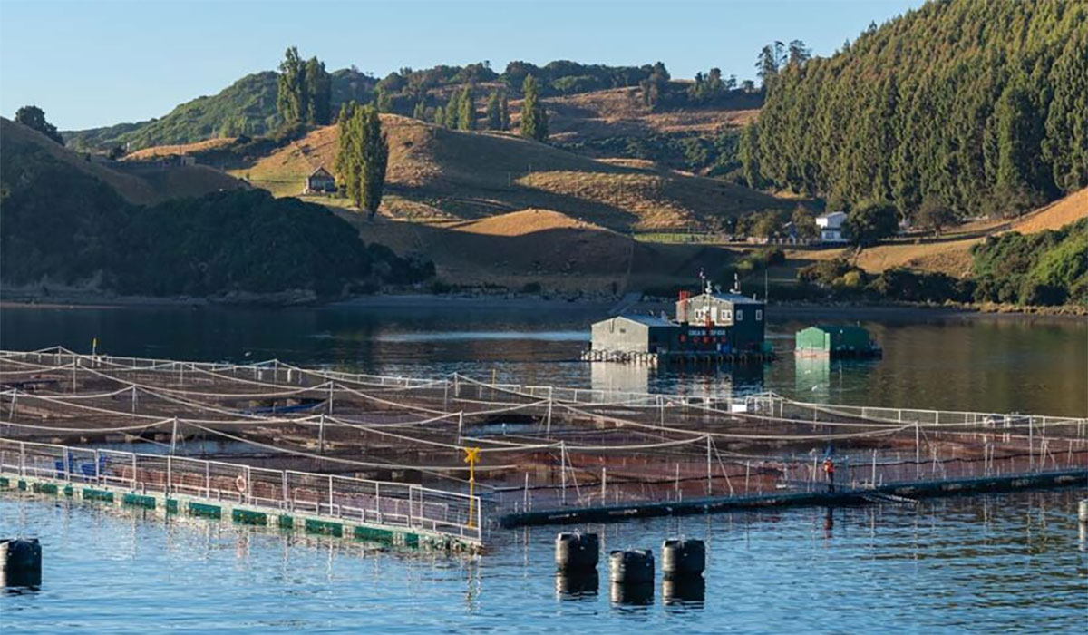 We Can Farm More Seafood While Minimizing Its Impact On Biodiversity U M Research Shows Mariculture Chile 1536x516